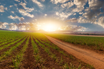Obraz premium Sunset over small young sugar cane plantation with cloudy sky. South America agricultural economy image concept.