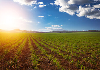 Sunset over small young sugar cane plantation with cloudy sky. South America agricultural economy image concept.