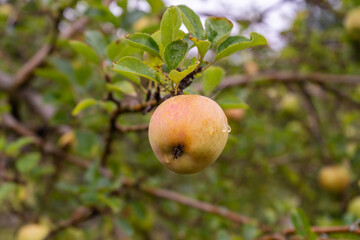 Apple fruit growing on tree hanging from the branches.Organic agriculture background and plantation concept.