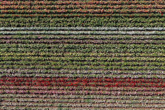 Cultivated rose field drone shot