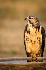 red tailed hawk