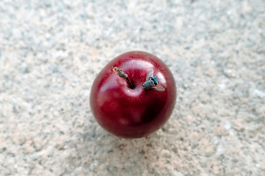 a plum and a fly