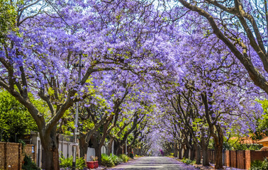 Purple blue Jacaranda mimosifolia bloom in Johannesburg and Pretoria street during spring in...