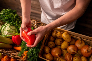  Organic vegetables. Farmers hands with freshly picked apples. Fresh organic apples. Fruits and vegetables market