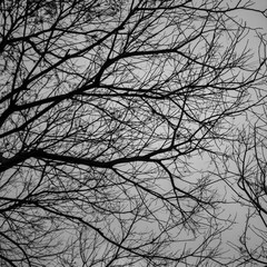 Dry Tree paiting a cloudy sky