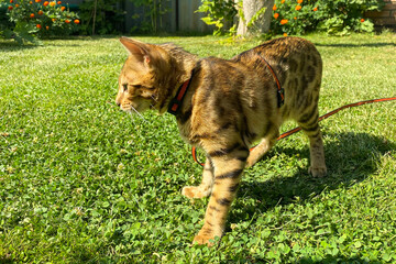 Bengal Cat. Nature green background. Color rosette.