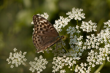 The cardinal butterfly, Argynnis Pandora on blooming privet,