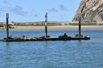 Naklejka premium Several seals taking a nap