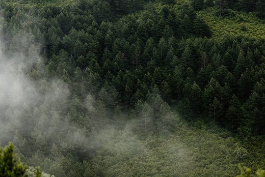 Hillside with pine trees and fog