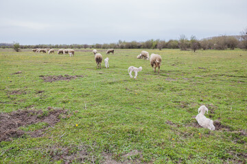  Domestic animal grazing on green pasture, rural nature landscape, livestock, spring day, eco farming.