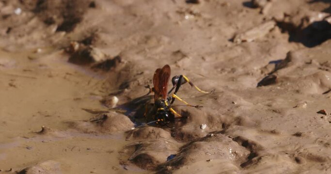 The close-up of the yellow-legged mud-dauber wasp (Sceliphron caementarium)