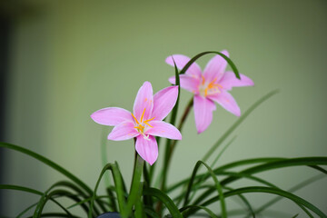 spring crocus flowers