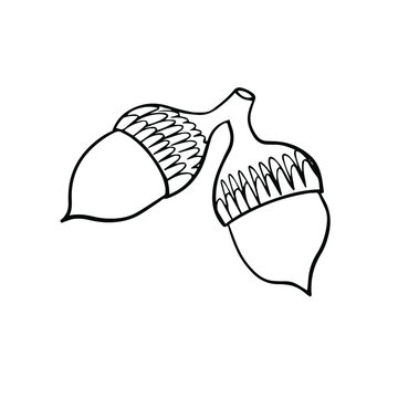 Acorn icons line illustration. Outline  vector. Elements autumn plants 