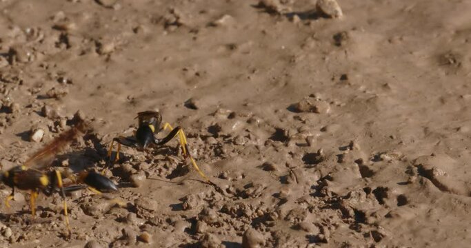 The close-up of the yellow-legged mud-dauber wasp (Sceliphron caementarium)
