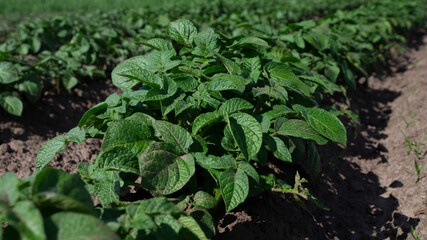 Young potatoes araste tv field. Potatoes in the garden. green potato leaves