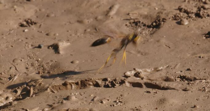 The close-up of the yellow-legged mud-dauber wasp (Sceliphron caementarium)