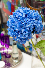Blue hydrangea flower in the interior