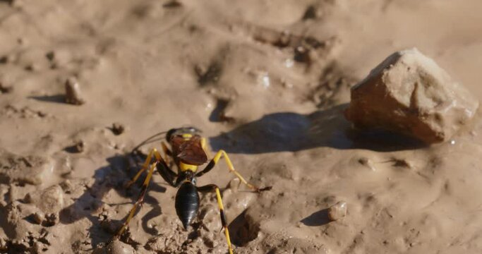 The close-up of the yellow-legged mud-dauber wasp (Sceliphron caementarium)
