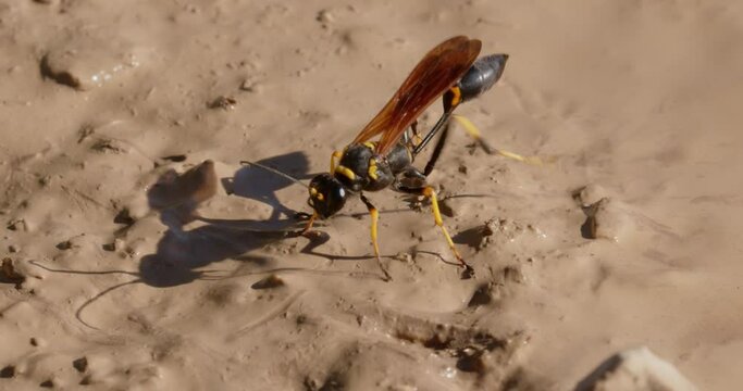 The close-up of the yellow-legged mud-dauber wasp (Sceliphron caementarium)