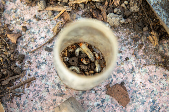 Details of grubs.