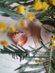 autumn leaves on a tree