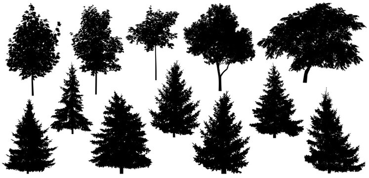 Silhouette of beautiful spruce trees, maple, walnut and etc., set. Isolated forest trees on white background. Vector illustration