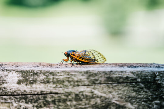 Cicada Close-up