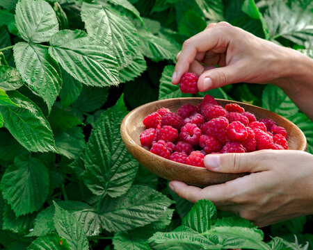 Young woman's hands picks raspberries from a bush