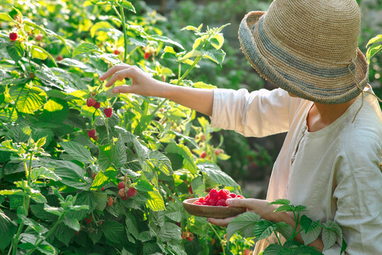 Young woman picks raspberries from a bush