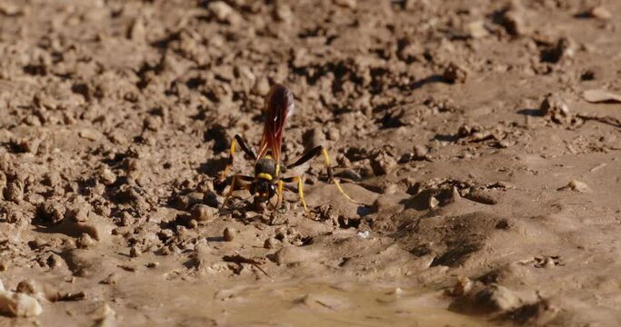 The close-up of the yellow-legged mud-dauber wasp (Sceliphron caementarium)