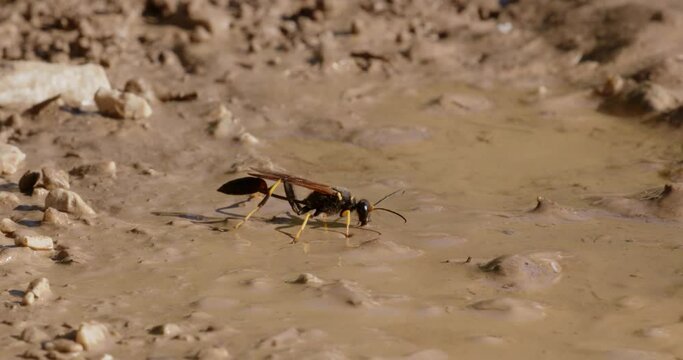 The close-up of the yellow-legged mud-dauber wasp (Sceliphron caementarium)