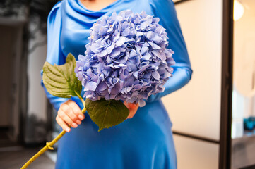 Blue hydrangea flower