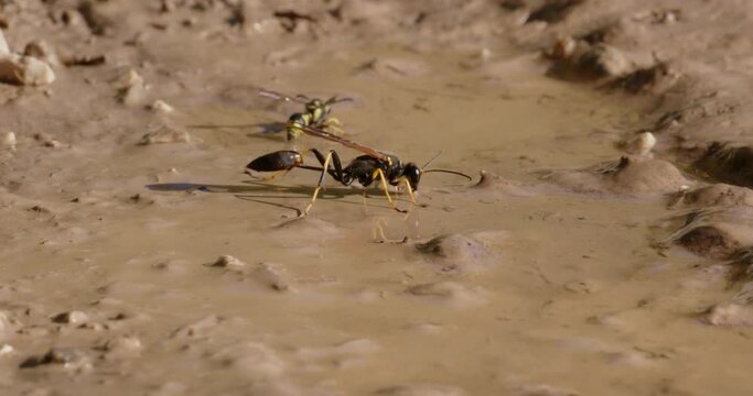 The close-up of the yellow-legged mud-dauber wasp (Sceliphron caementarium)