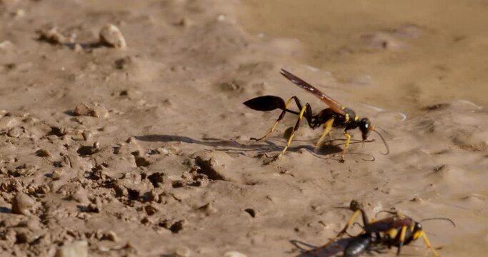 The close-up of the yellow-legged mud-dauber wasp (Sceliphron caementarium)