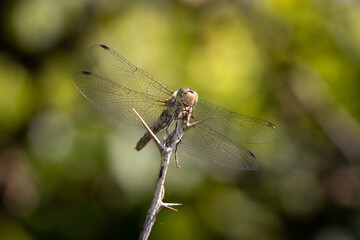 Dragon-fly closeup