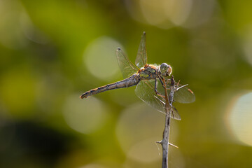Dragon-fly closeup