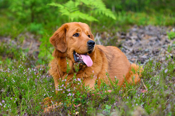 A beautiful dog lies in a forest glade and looks to the side.
