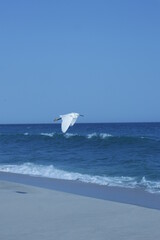 seagull on the beach