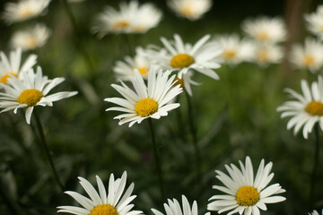 Plants in the garden. Natural background of summer plants.