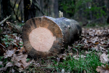 Cut tree trunk in autumn forest