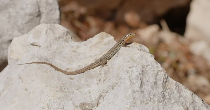 Dalmatian wall lizard  from Brijuni National Park