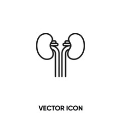 Obraz premium Kidney vector icon. Modern, simple flat vector illustration for website or mobile app.Urology symbol, logo illustration. Pixel perfect vector graphics 