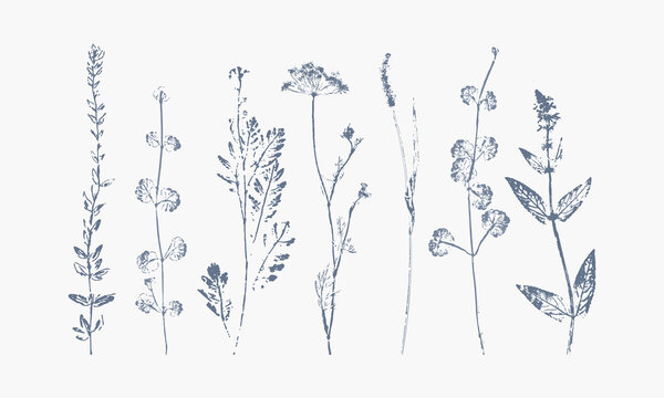 set of monochrome hand printed wild grasses © akniramb