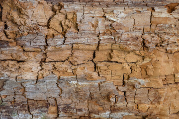 tree bark as a background