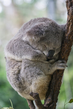 Koala Bear