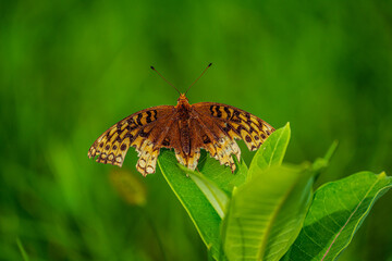 butterfly on flower