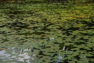 surface of a pond covered in green water lily leaves wit reflection