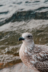 seagull on rock