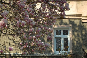 kwiaty magnolii na tle ściany budynku z oknem