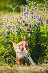 Funny Curious Young Red Ginger Devon Rex Kitten In Green Grass And Summer Flowers. Short-haired Cat Of English Breed. Lovely Pets Lovely Cats